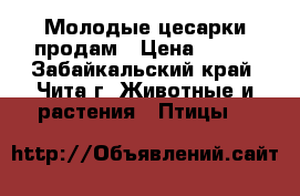 Молодые цесарки продам › Цена ­ 550 - Забайкальский край, Чита г. Животные и растения » Птицы   
